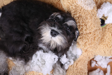 Bad naughty schnauzer dog destroyed plush toy