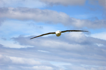 Plakat Flying Black Browed Albatross, thalassarche melanophris, Falkland Islands, Islas Mavinas