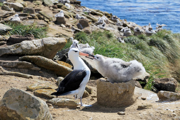 Fototapeta na wymiar Black Browed Albatross, thalassarche melanophris, Falkland Islands, Islas Mavinas