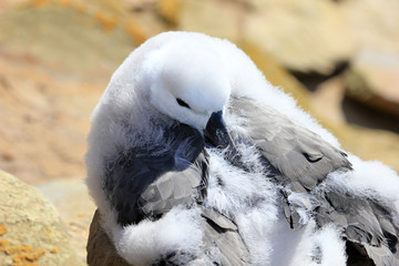 Black Browed Albatross, thalassarche melanophris, Falkland Islands, Islas Mavinas