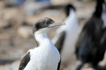 Imperial Shag Cormorant, phalacrocorax atriceps, Falkland Islands, Islas Malvinas