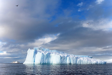 Kelp Gulls and Arctic Terns flying and sitting on iceberg, Antarctic Peninsula, Antarctica