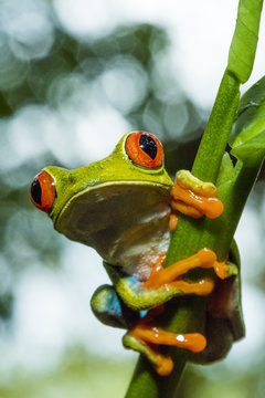 Portrait of Red-Eyed Tree Frog ,Agalychnis callidryas,