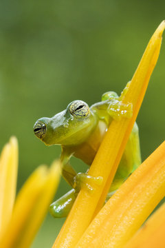 Portrait of  tree frog standing on the yellow flower