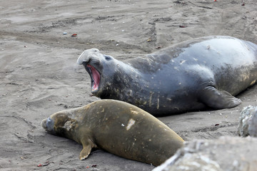 Elephant Seals, Mirounga Leonina, Antarctic Peninsula Antarctica