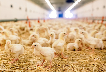 Indoors chicken farm, chicken feeding © davit85