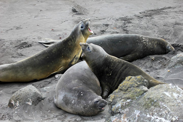 Fototapeta premium Elephant Seals, Mirounga Leonina, Antarctic Peninsula Antarctica