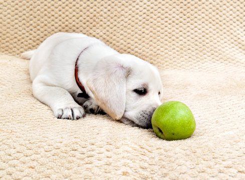Illustration of Can Dogs Have Green Apples With Thorns