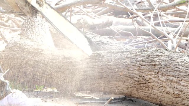 Sawing mummified tree on death. Wood processing industry.