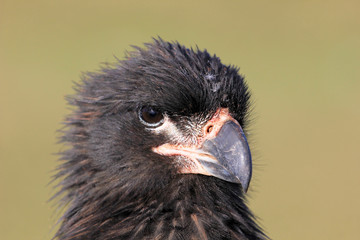 Striated Caracara, phalcoboenus australis, Falkland Islands Islas Malvinas