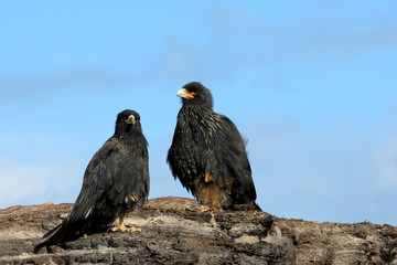 Striated Caracara, phalcoboenus australis, Falkland Islands Islas Malvinas