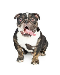 Funny Bulldog Sitting With Tongue Hanging Out