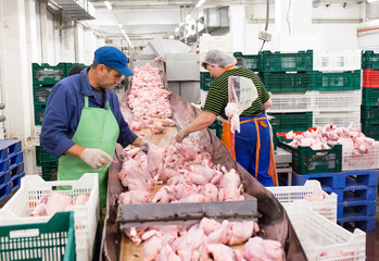 The meat factory. chicken on a conveyor belt.