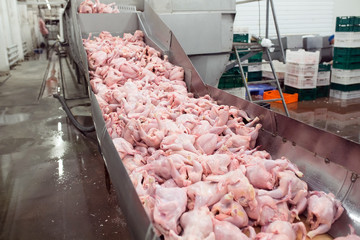 The meat factory. chicken on a conveyor belt.