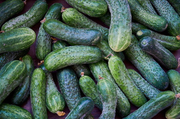 Green cucumbers on shelf in supermarket. Organic eating. Agriculture retailer. Farmer's food.