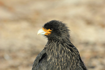 Obraz premium Striated Caracara, phalcoboenus australis, Falkland Islands Islas Malvinas