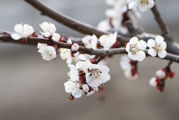 Apricot tree blossom