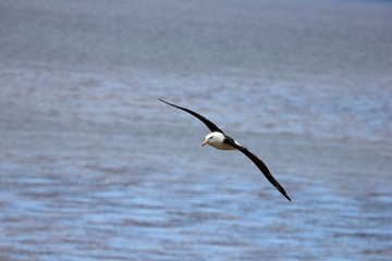 Flying Black Browed Albatross, thalassarche melanophris, Falkland Islands, Islas Mavinas