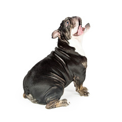 Fototapeta premium Funny Dog Sitting to Side on White Looking Up