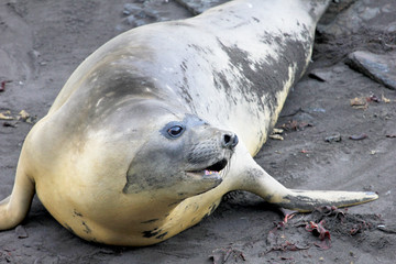Elephant Seal, Mirounga Leonina, Antarctic Peninsula Antarctica