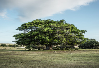 Wild Fig
