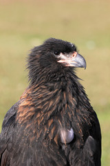 Striated Caracara, phalcoboenus australis, Falkland Islands Islas Malvinas