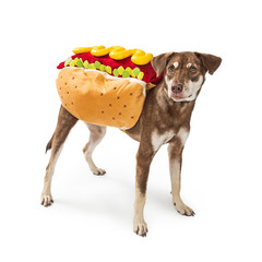 Funny Dog Wearing Hotdog Costume