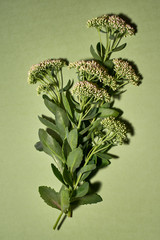 Inflorescences of stonecrops with delicate buds.
