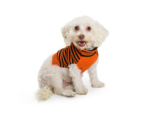 Happy Small Dog Wearing Halloween Sweater