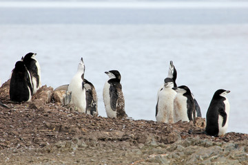 Fototapeta premium Wild chinstrap penguins standing on Antarctica Peninsula