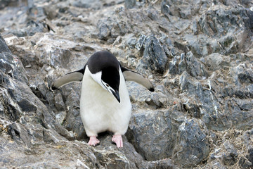 Fototapeta premium Wild chinstrap penguins standing on Antarctica Peninsula