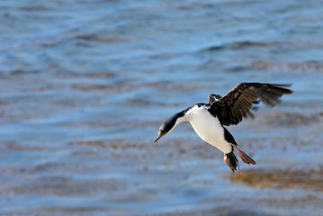 Fototapeta na wymiar Imperial Shag Cormorant, phalacrocorax atriceps, Falkland Islands, Islas Malvinas