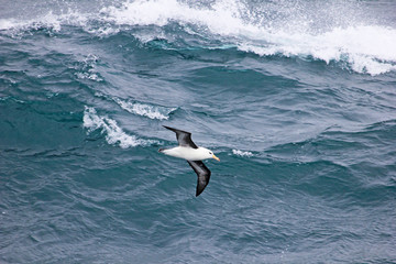 Fototapeta na wymiar Flying Black Browed Albatross, thalassarche melanophris, Falkland Islands, Islas Mavinas