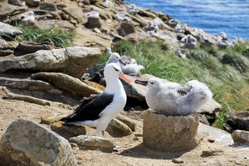 Black Browed Albatross, thalassarche melanophris, Falkland Islands, Islas Mavinas © reisegraf