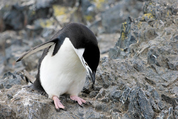 Naklejka premium Wild chinstrap penguins standing on Antarctica Peninsula
