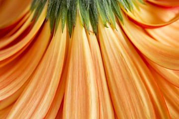 Close-up of the under side of orange gerbera daisy petals