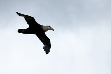 Southern giant petrel, macronectes giganteus, flying in the skies of Antarctica