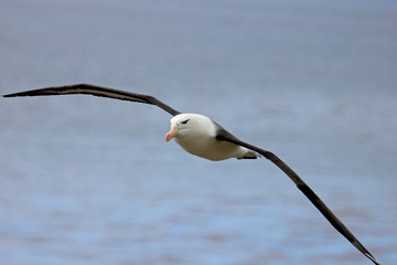 Flying Black Browed Albatross, thalassarche melanophris, Falkland Islands, Islas Mavinas