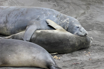 Elephant Seals, Mirounga Leonina, Antarctic Peninsula Antarctica