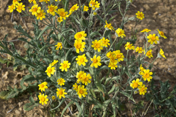 Yellow wildflowers in clump