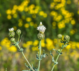 White wildflower bud close