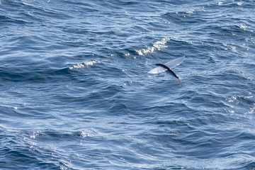 Flying fish
