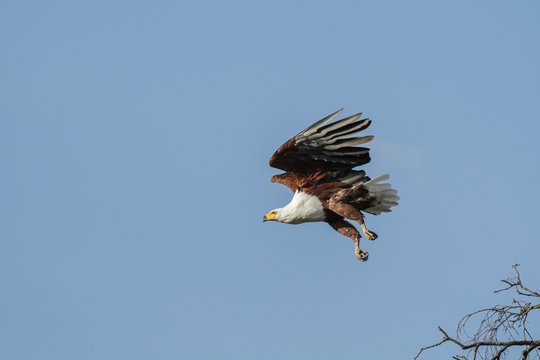 African Fish Eagle