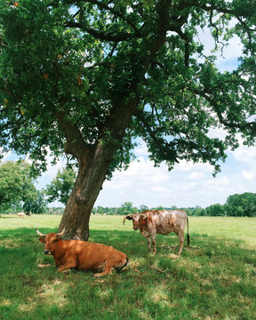 A mobile image to two cows in Texas