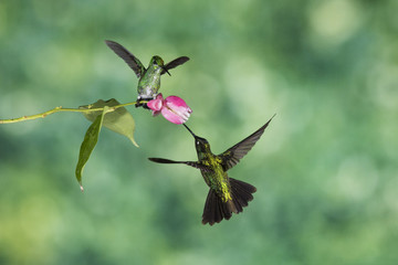 Two hummingbirds fighting for the best flower