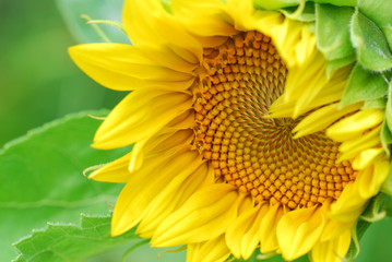 Obraz premium Sunflower