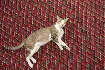 Cat on a carpet.