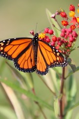 Monarch on Tiny Flowers