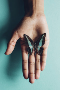 A turquoise butterfly resting on a hand against a turquoise background