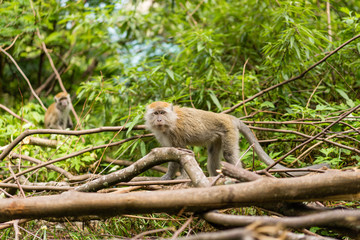 Long tailed Macaque or Crab eating Macaque of Sumatra - Indonesia